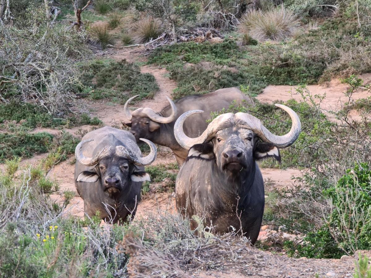 Indalu Game Reserve Boggomsbaai المظهر الخارجي الصورة