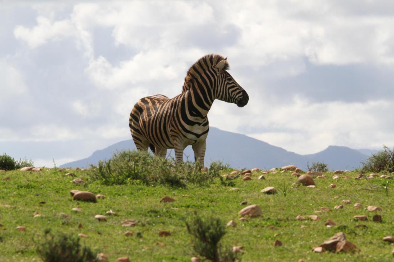Indalu Game Reserve Boggomsbaai المظهر الخارجي الصورة