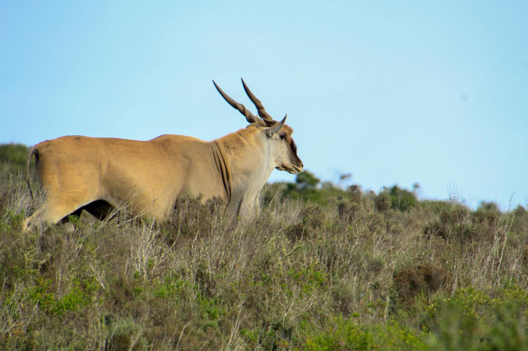 Indalu Game Reserve Boggomsbaai المظهر الخارجي الصورة