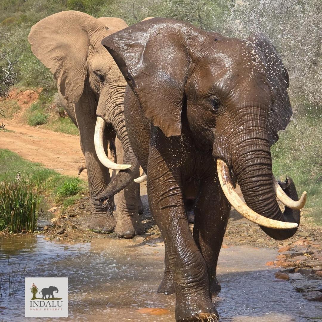Indalu Game Reserve Boggomsbaai المظهر الخارجي الصورة